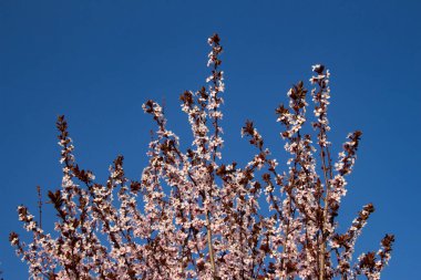 Arka planda Prunus cerasifera ya da Kirschpflaume olarak da adlandırılan mavi gökyüzü olan kiraz erikli dallar.
