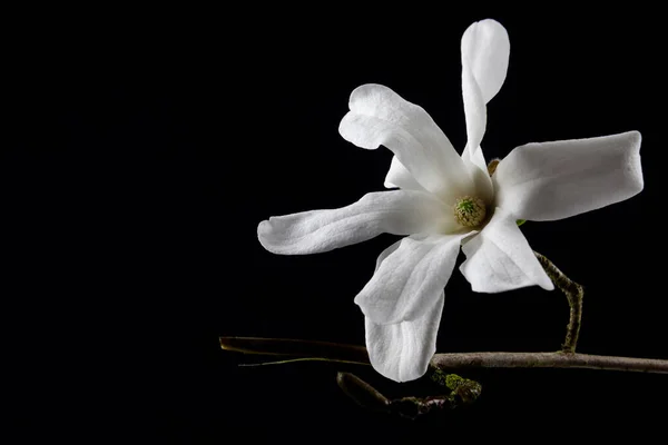 コピースペースの黒い背景に孤立したコブシ マグノリアの白い花の近く マグノリア コブスとも呼ばれる — ストック写真