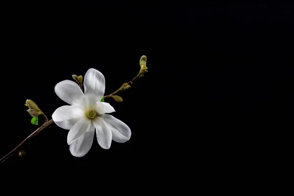 Nahaufnahme Der Weißen Blüte Einer Kobushi Magnolie Isoliert Auf Schwarzem — Stockfoto
