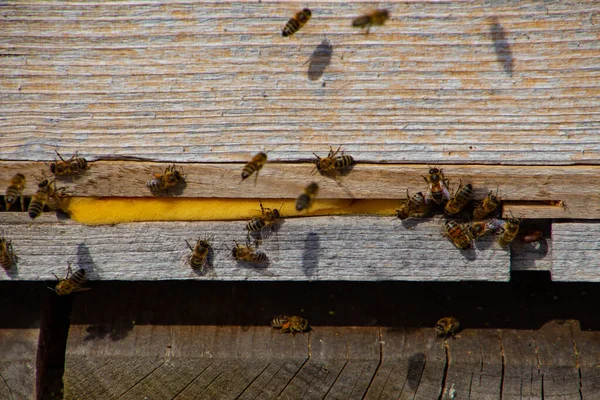 蜂窝入口的蜜蜂的近视 有选择的聚焦 — 图库照片