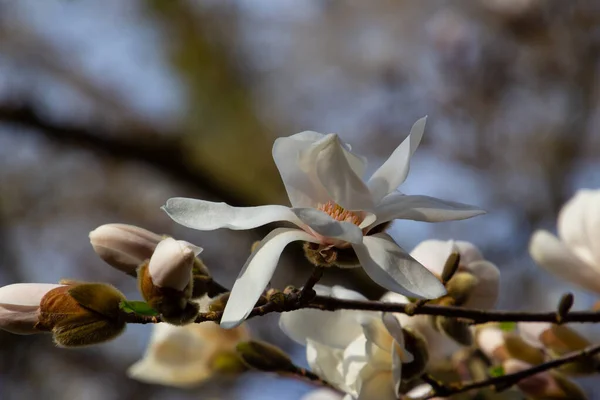 Branch White Blossoms Kobushi Magnolia Also Called Magnolia Kobus Copy — Stock Photo, Image