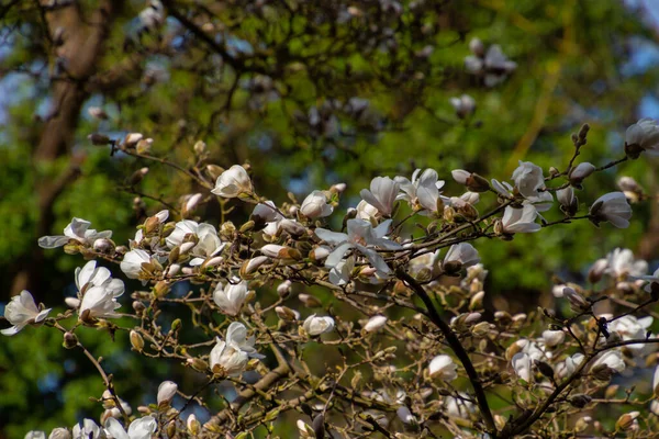 Větev Bílými Květy Kobushi Magnolia Také Volal Magnolia Kobus — Stock fotografie