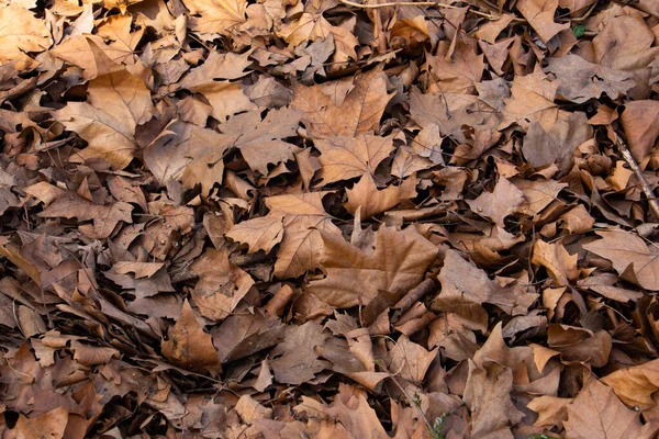 Trockene Braune Herbstblätter Für Natürlichen Herbsthintergrund — Stockfoto