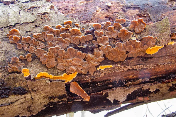 侧视图森林树真菌中的一只鸡 也被称为硫磺线虫 Laetiporus Sulureus — 图库照片