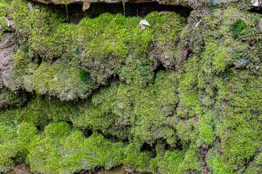 Su, yosunlarla kaplı bir şelaleden akıyor.