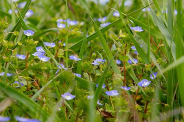 Pers Speedwell 'in mavi çiçekleri, Veronica Persica ya da Persischer Ehrenpreis olarak da bilinir.