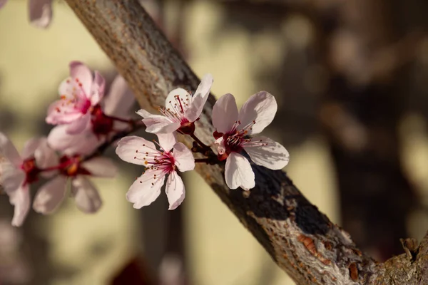 Detailní Záběr Květy Třešňové Švestky Nazývané Také Prunus Cerasifera Nebo — Stock fotografie