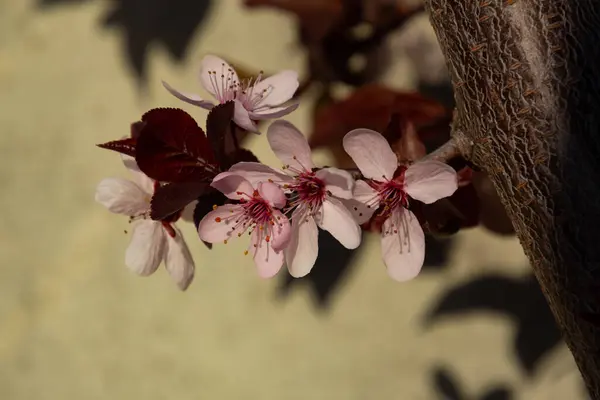 Detailní Záběr Květy Třešňové Švestky Nazývané Také Prunus Cerasifera Nebo — Stock fotografie