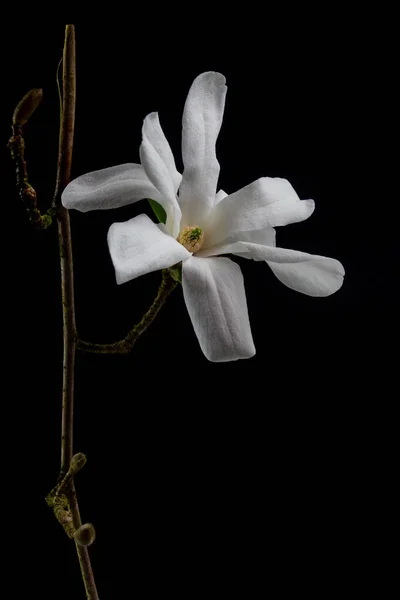 Blisko Biały Kwiat Kobushi Magnolia Izolowane Czarnym Tle Zwany Również — Zdjęcie stockowe