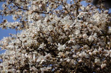 Magnolia kobusu olarak da bilinen Kobushi Magnolia 'nın beyaz çiçekleri olan bir dal.