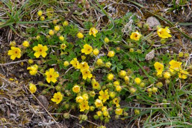 Sararmış Cinquefoil çiçekleri, Potentilla reptans veya Kriechendes Fingerkraut olarak da bilinir.
