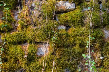 Doğal arka plan için yeşil ve kahverengi yosun ve sarmaşıkla kaplı eski doğal taş duvar.