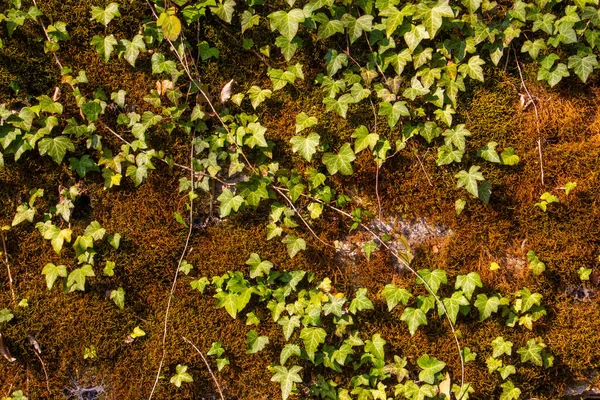 Alte Natursteinmauer Bedeckt Mit Grünem Und Braunem Moos Und Efeu — Stockfoto