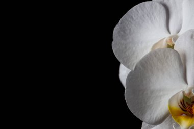 Sağ tarafta siyah arkaplanda bir orkidenin kısmi beyaz çiçeği ve sol tarafta kopya alanı var.