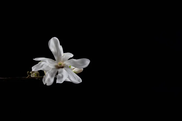 Nahaufnahme Der Weißen Blüte Einer Kobushi Magnolie Isoliert Auf Schwarzem — Stockfoto
