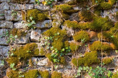 Doğal arka plan için yeşil ve kahverengi yosun ve sarmaşıkla kaplı eski doğal taş duvar.