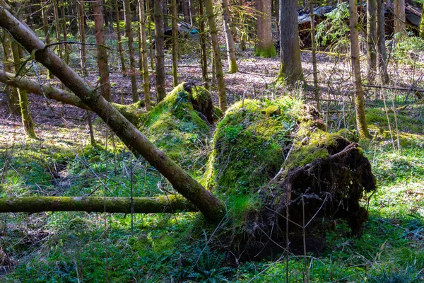 Padlý Strom Lese — Stock fotografie