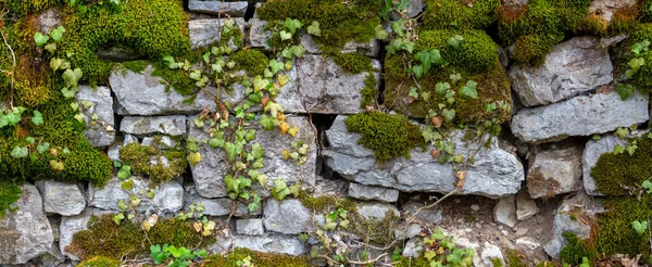 Wide Panorama Old Natural Stone Wall Covered Green Brown Moss Royalty Free Stock Images