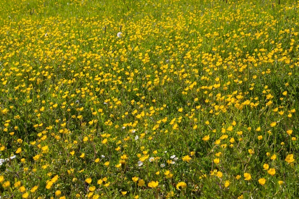 Gele Bloemen Van Boterbloemen Ook Wel Ranunculus Acris Butterblume Genoemd — Stockfoto