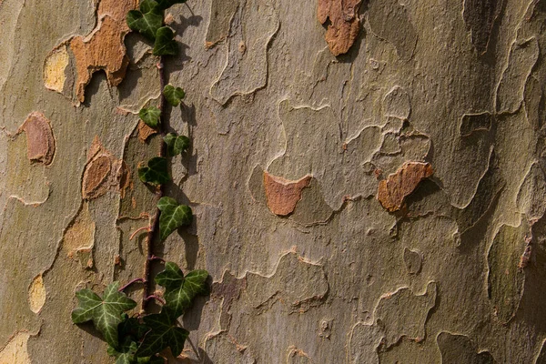 Ivy Rostoucí Kůře Stromu Pro Přírodní Pozadí Kopírovacím Prostorem Také — Stock fotografie