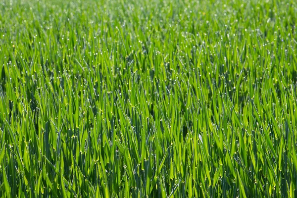 Zielone Młode Rośliny Uprawne Polu Porannymi Kroplami Rosy Dla Naturalnego — Zdjęcie stockowe