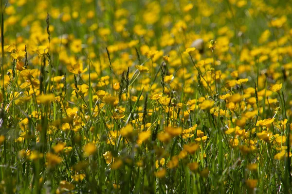 Yellow Flowers Buttercups Also Called Ranunculus Acris Butterblume — Stock Photo, Image