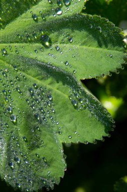 Hanımefendinin mantosunun yeşil yaprağını kapat ya da çiğ taneli Alchemilla
