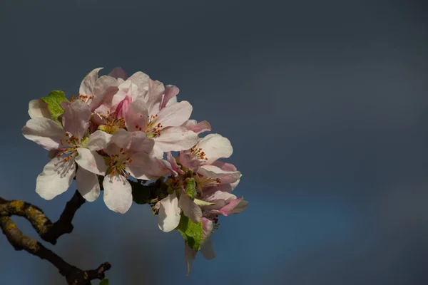 Zblízka Jablečných Květů Větvi Jabloně — Stock fotografie