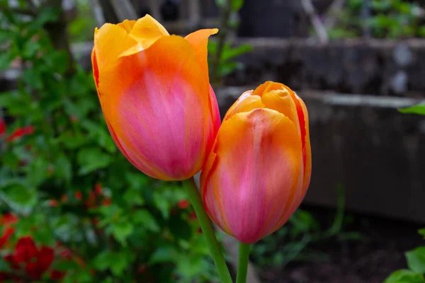 在一个背景深浅的花园里 密闭着橙色 黄色和粉色的大理石郁金香 — 图库照片