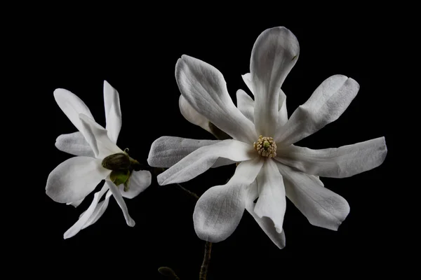 Nahaufnahme Der Weißen Blüte Einer Kobushi Magnolie Auf Schwarzem Hintergrund — Stockfoto