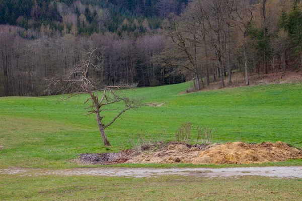 Martwe Drzewo Stojące Obok Stosu Nawozu Naturalnego — Zdjęcie stockowe