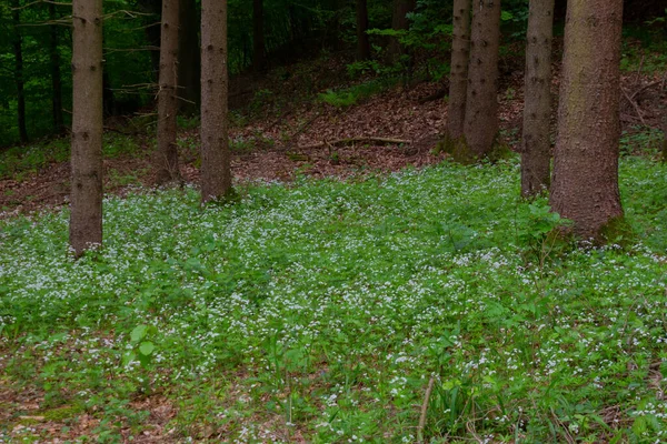Koberec Bílých Dřevěných Květin Borovém Lese Také Nazývaný Galium Odoratum — Stock fotografie