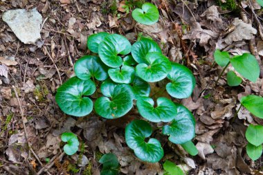 Asarum europaeum ya da Haselwurz olarak da bilinen ortak bir fındık kökünün yeşil yaprakları