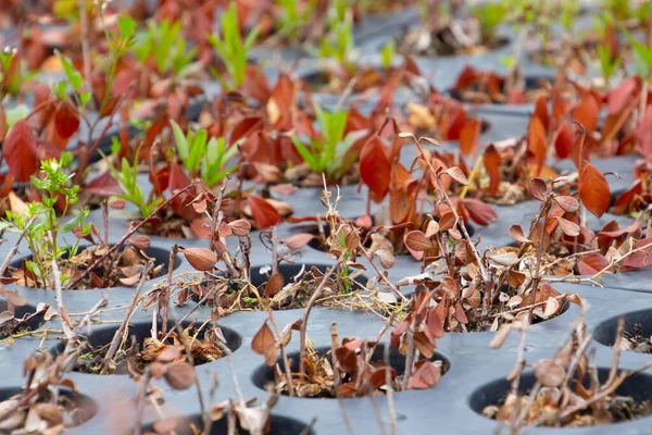 Boutures Cultivées Dans Plateau Culture Avec Des Pots Ronds Dans — Photo