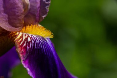 Yeşil bokeh ile kopyalama alanı ile mavi ve sarı iris makro