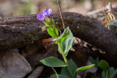 Pulmonaria officinalis veya Lungenkraut olarak da adlandırılan, fotokopi alanı olan mavi akciğer otu çiçeğini kapat