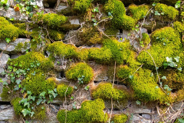 Doğal arka plan için yeşil ve kahverengi yosun ve sarmaşıkla kaplı eski doğal taş duvar.