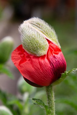Kırmızı bir çiçek tomurcuğunun kapağı doğu gelinciği, Papaver orientale