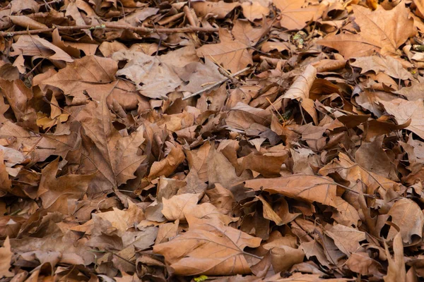 Trockene Braune Herbstblätter Für Natürlichen Herbsthintergrund — Stockfoto