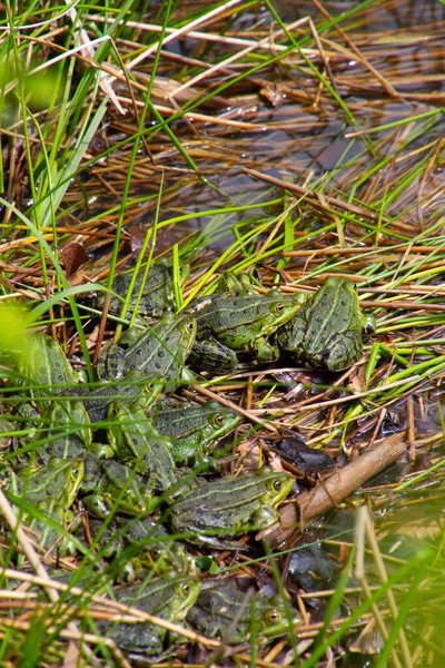 Bündel Von Fröschen Die Gras Einem Teich Sitzen Auch Pelophylax — Stockfoto