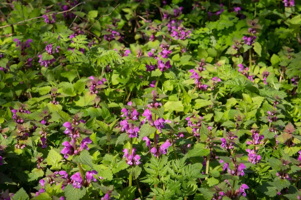 Różowe Kwiaty Martwej Pokrzywy Zwane Również Lamium Maculatum — Zdjęcie stockowe