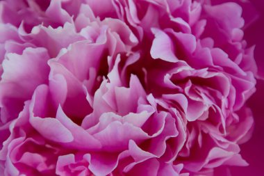 Soyut pembe ve beyaz makro çiçek desenli arka plan