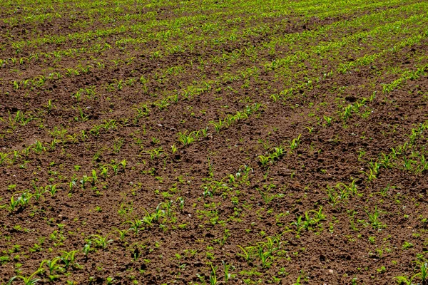 Veld Met Jonge Maïszaailingen Een Zonnige Dag — Stockfoto