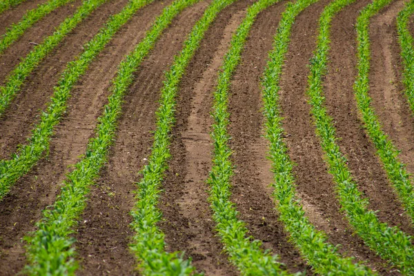 Field Young Corn Seedlings Sunny Day — Stock Photo, Image