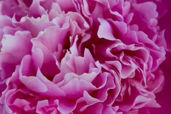 Soyut pembe ve beyaz makro çiçek desenli arka plan