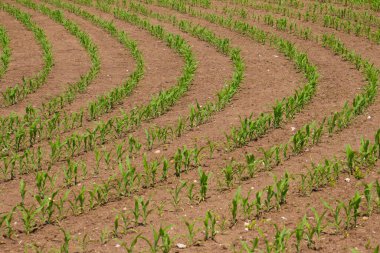 Güneşli bir günde genç mısır fidanlarıyla dolu bir tarla.