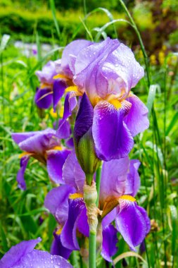 Yeşil saçlı mavi sakallı zambak.