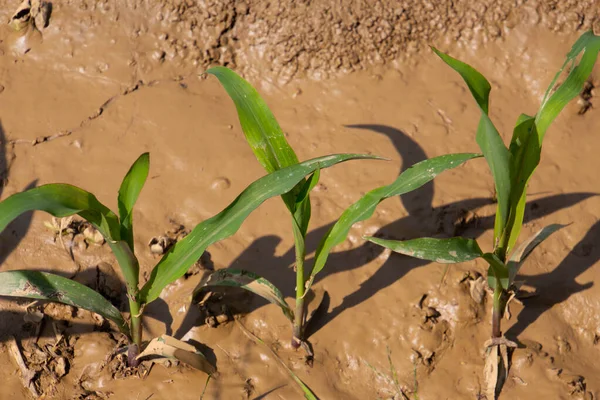 Young Corn Seedlings Mud — Stock Photo, Image