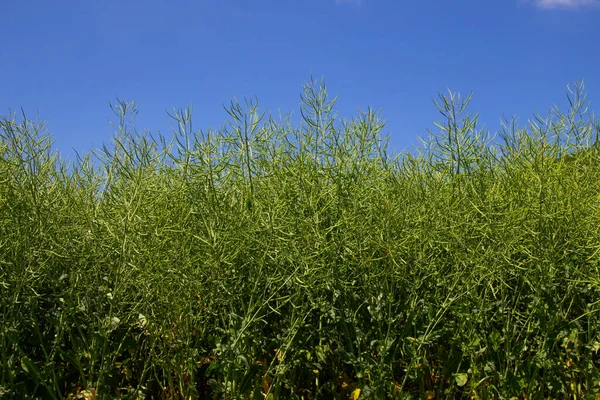 Řepkovité Rostliny Zelenými Lusky Řepky Také Nazývané Brassica Napus — Stock fotografie