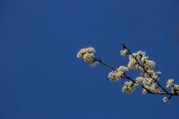 Гілка Квітками Білого Чорного Кольору Блакитному Небі Також Відома Prunus — стокове фото